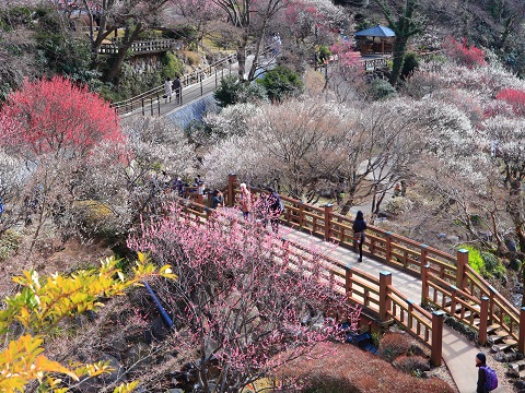 熱海梅園 (Atami Baien)